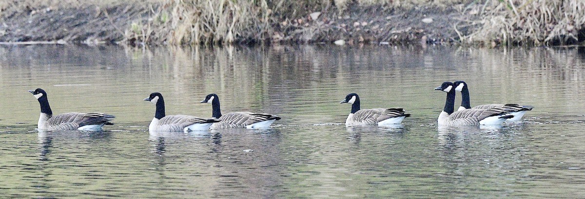 Barnacla Canadiense Grande - ML646673745