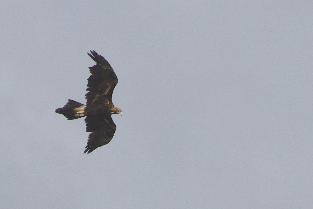 Wedge-tailed Eagle - ML646673747