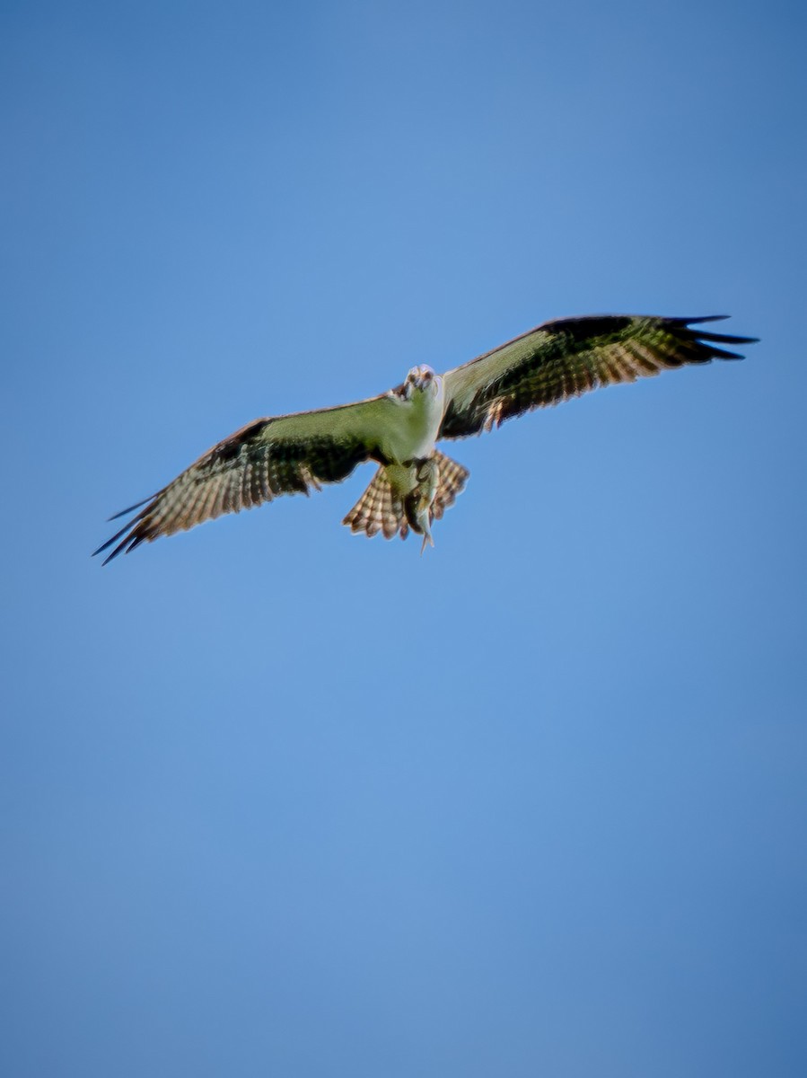 Osprey - ML646673748