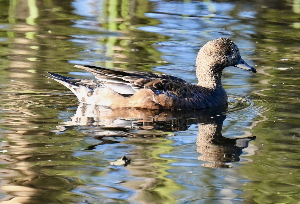 hvízdák americký - ML646673749