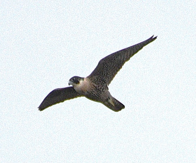 遊隼 - ML646673751