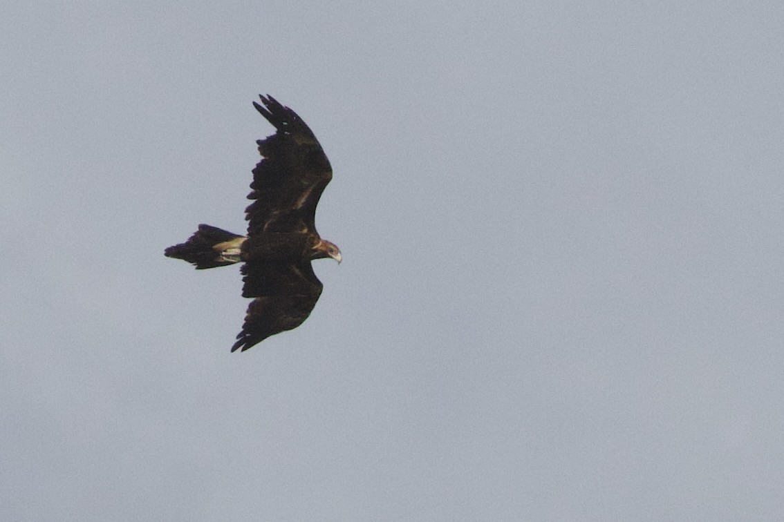 Wedge-tailed Eagle - ML646673752