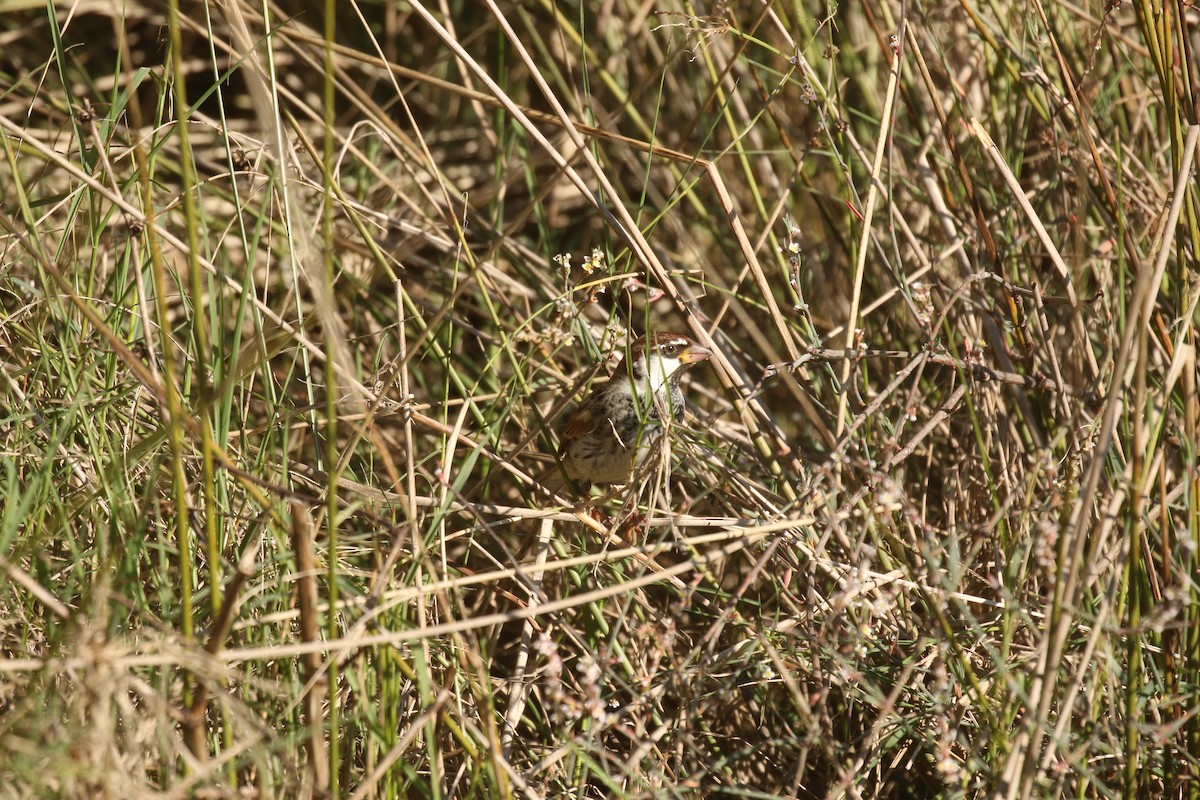 Spanish Sparrow - ML646673765