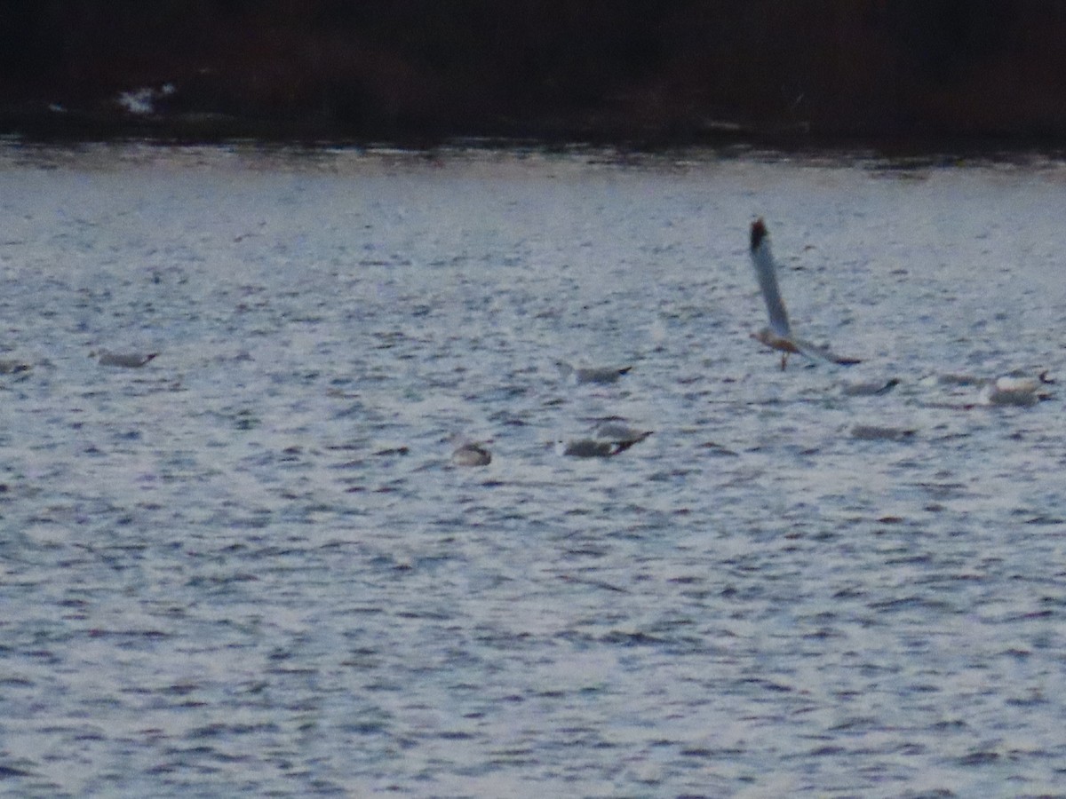 Short-billed Gull - ML646673767