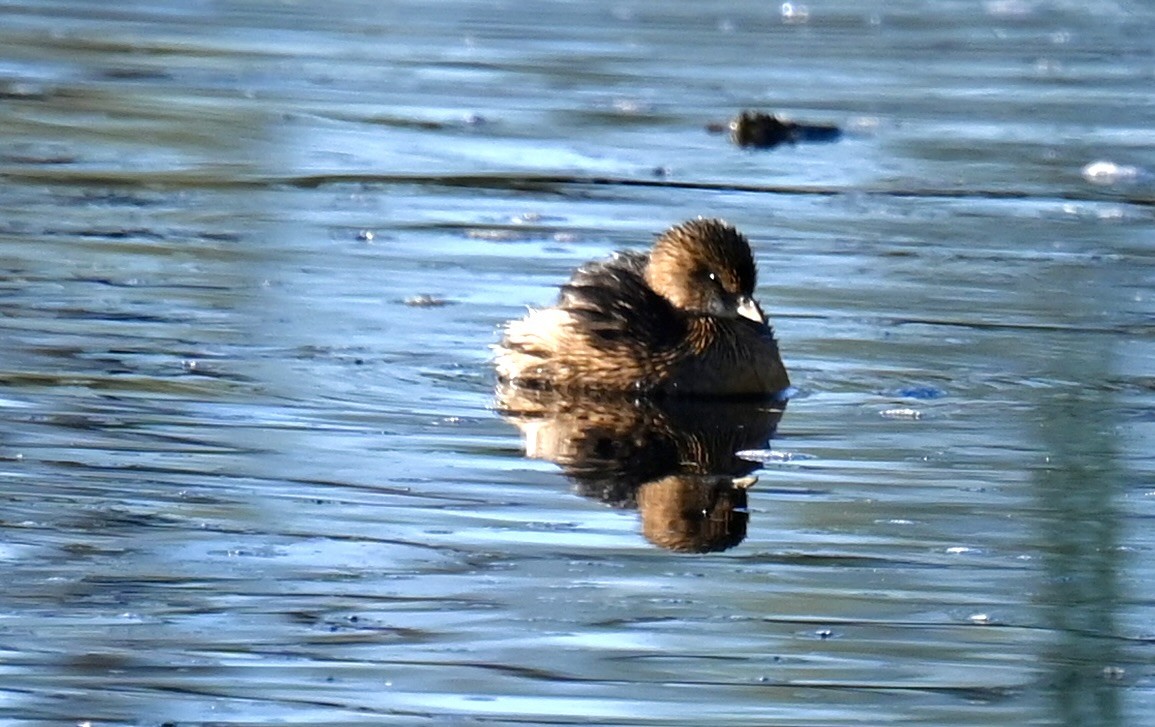 Grèbe à bec bigarré - ML646673769