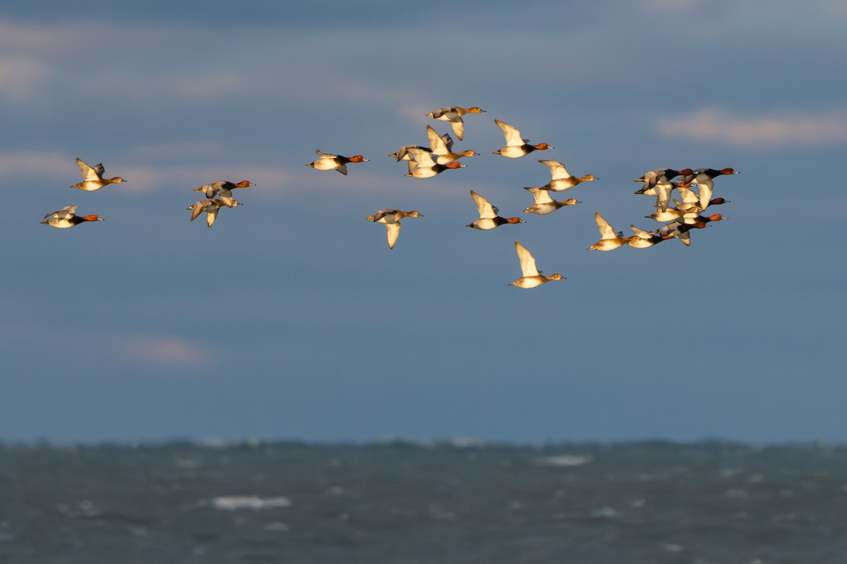 Redhead - ML646673771