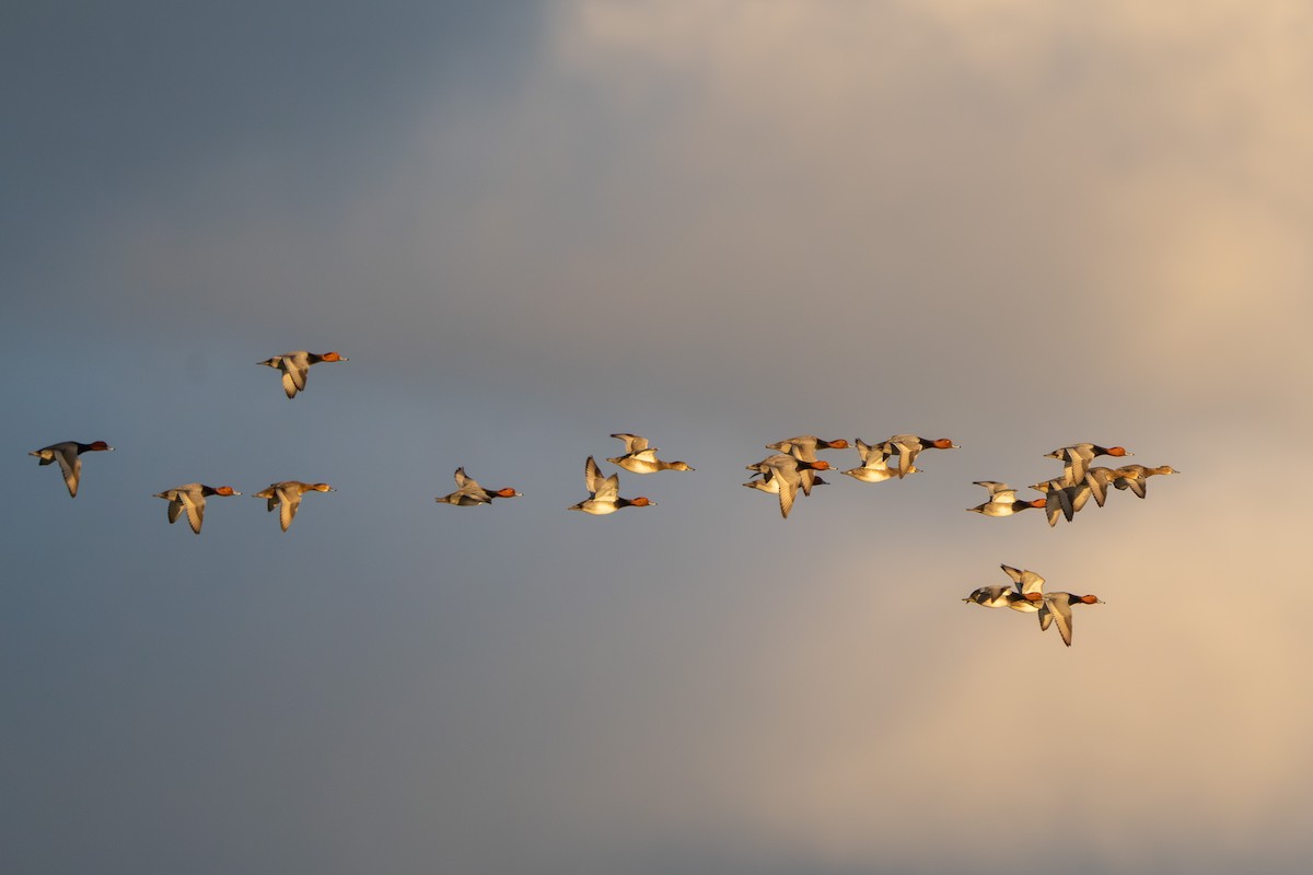 Redhead - ML646673772