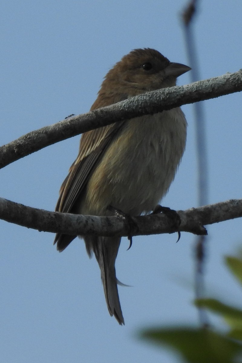 Indigo Bunting - ML646673774