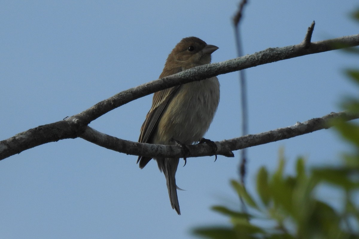 Indigo Bunting - ML646673775