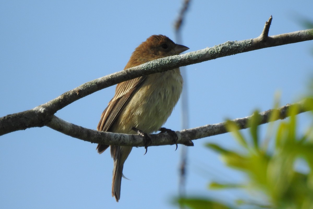 Indigo Bunting - ML646673776