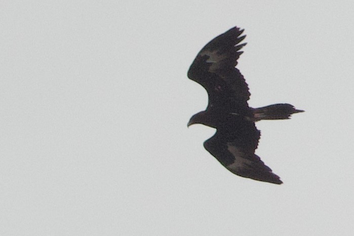 Wedge-tailed Eagle - ML646673777