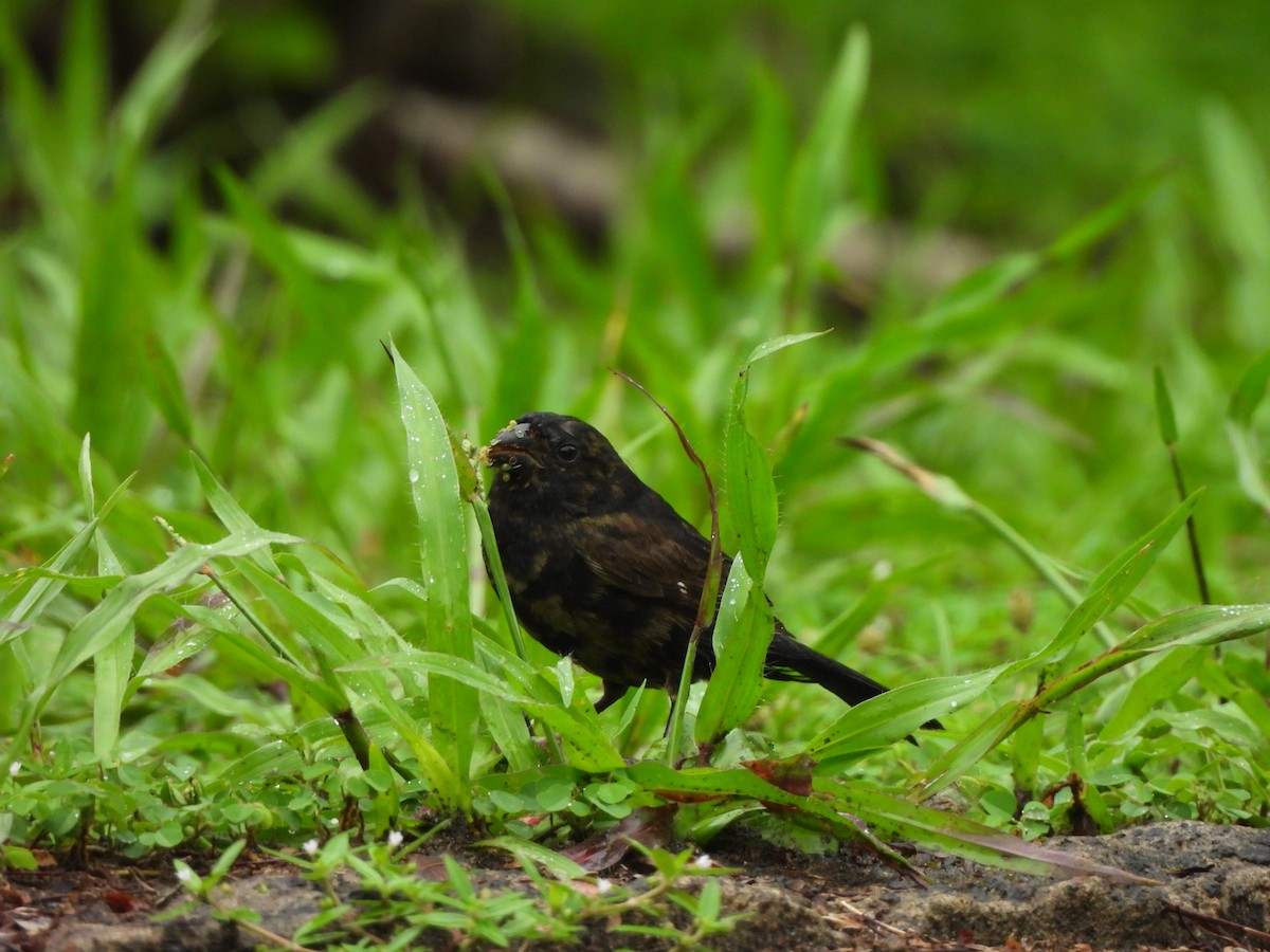 Variable Seedeater - ML646673778