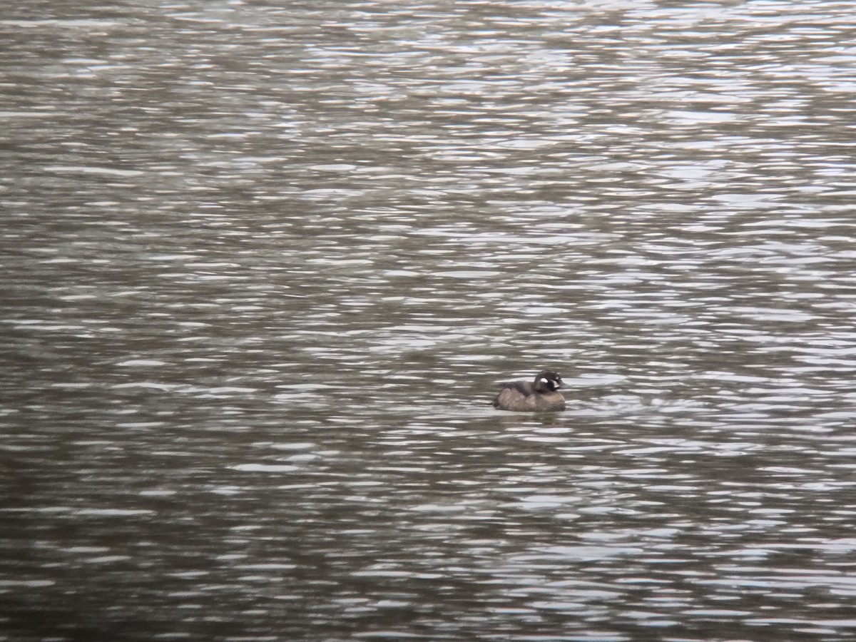 Harlequin Duck - ML646673779