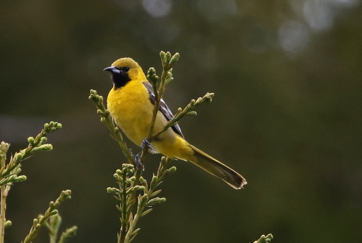 Садовый трупиал - ML646673780