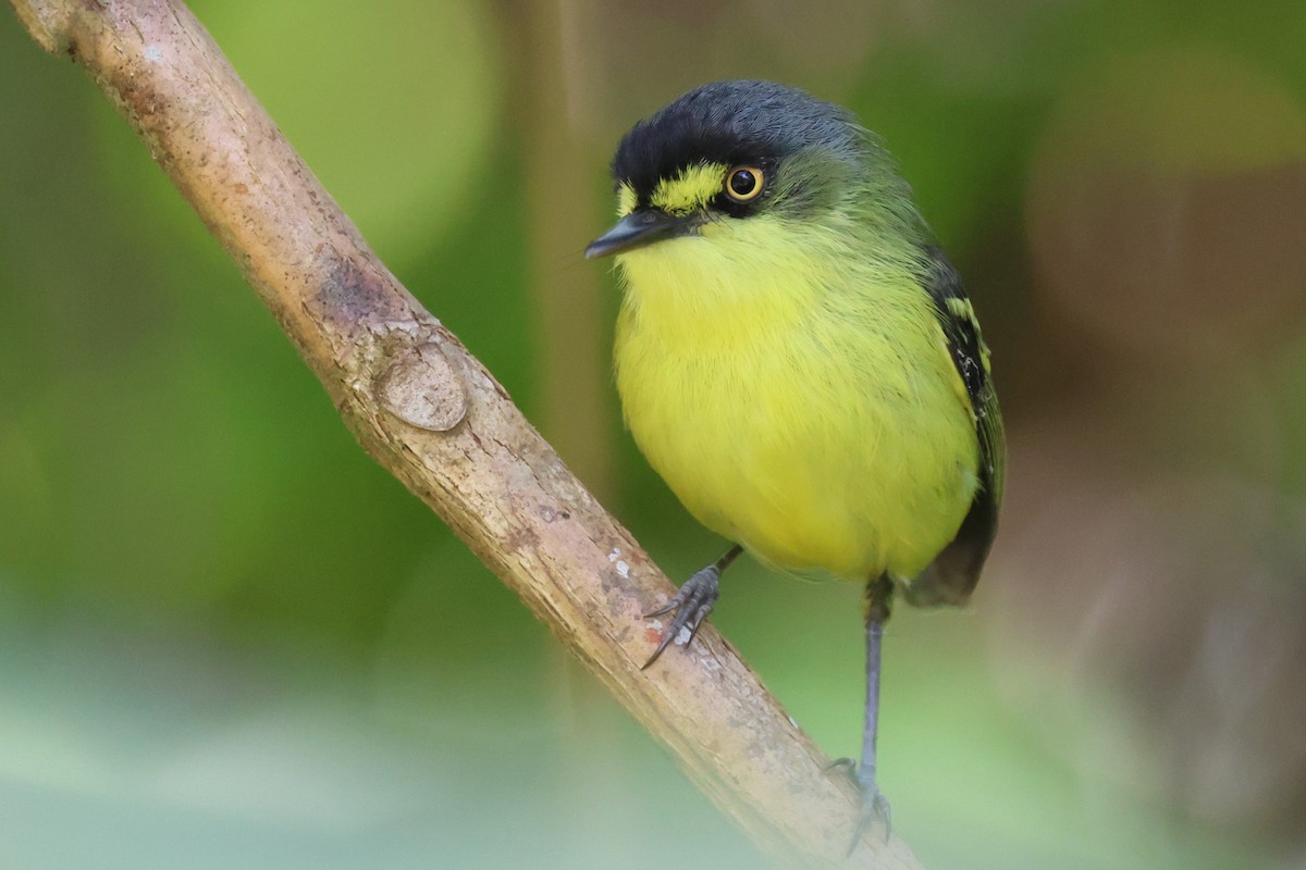 Gray-headed Tody-Flycatcher - ML646673786