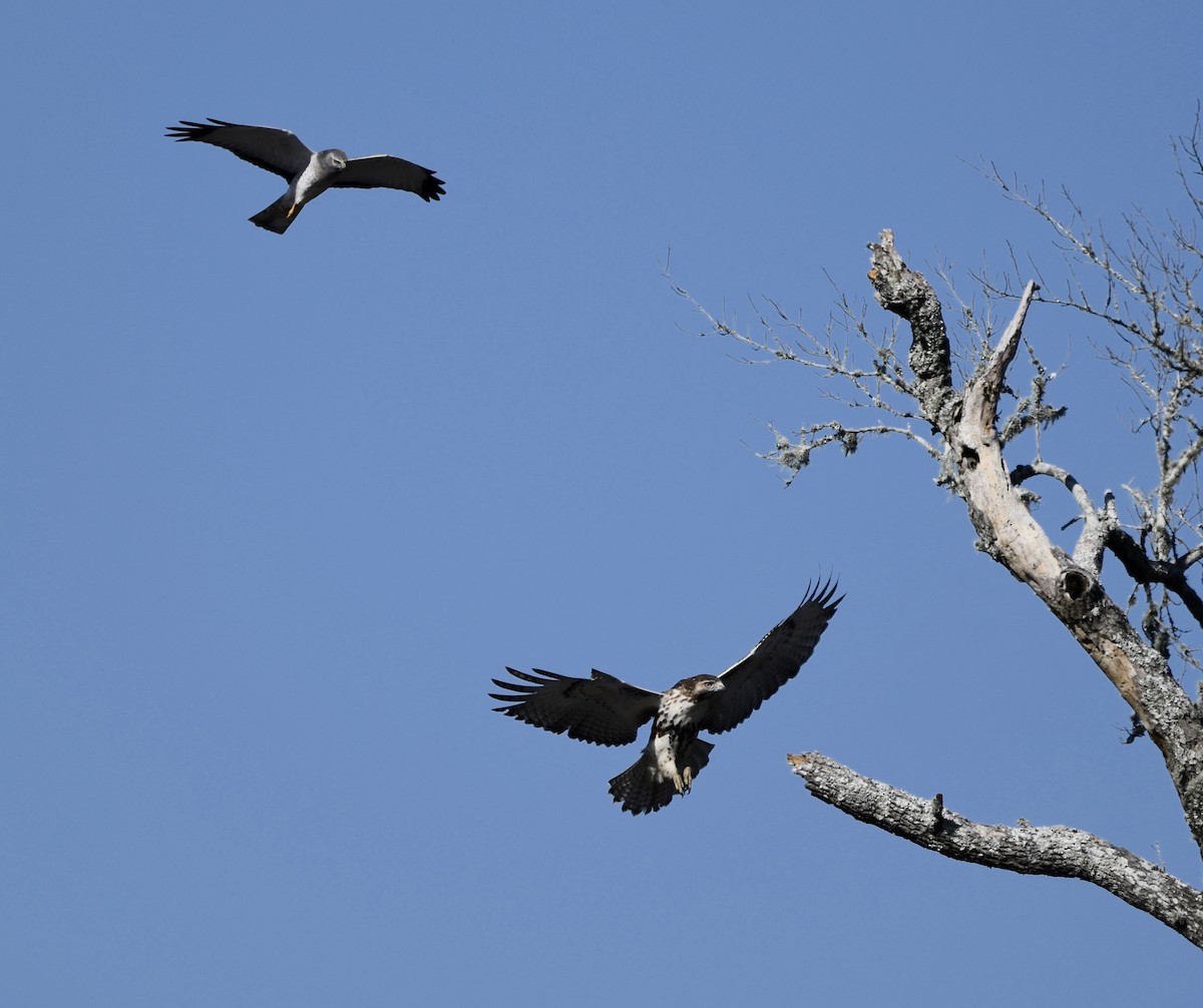 Hudsonweihe - ML646673789