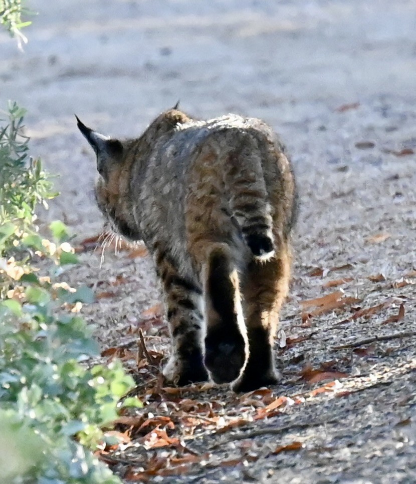 Lynx Roux de l'ouest - ML646673793