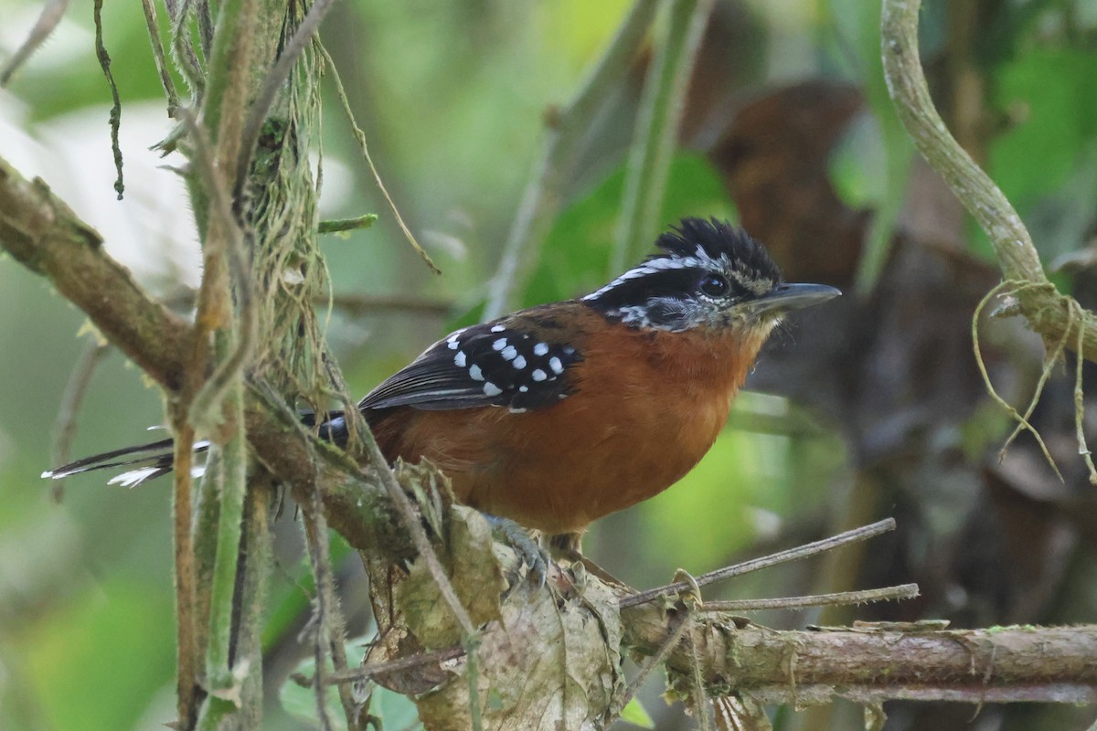 Ferruginous Antbird - ML646673794