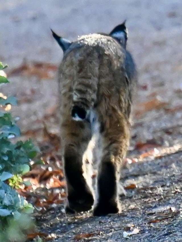 Animaux - ML646673797