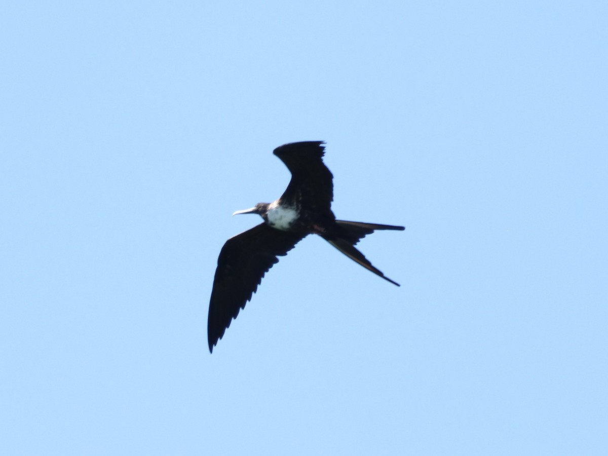 Magnificent Frigatebird - ML646673799