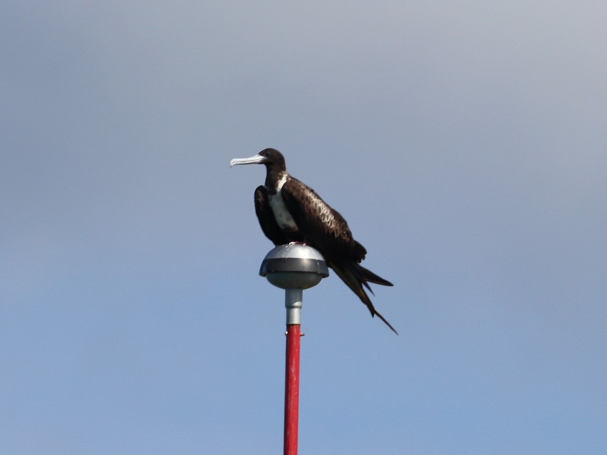 Magnificent Frigatebird - ML646673800