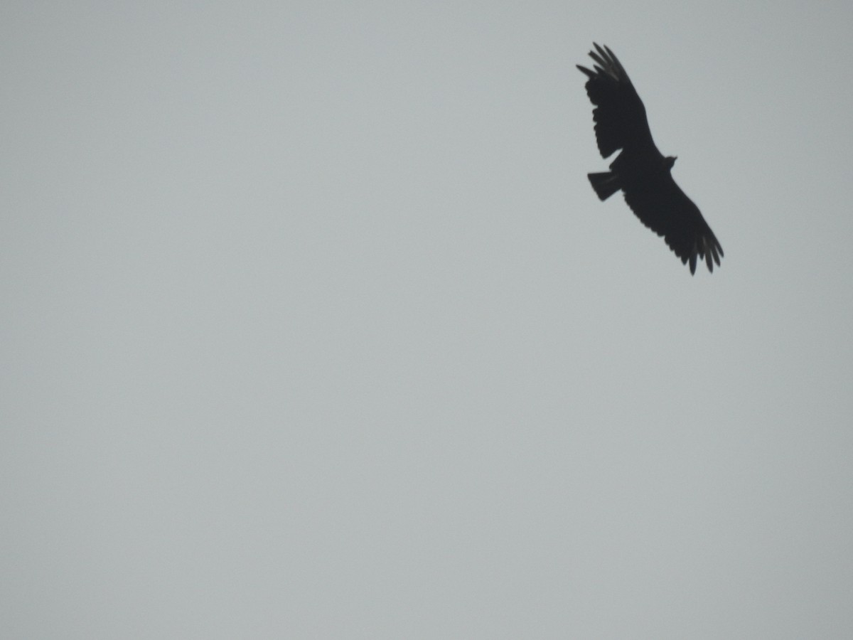 Black Vulture - ML646673803