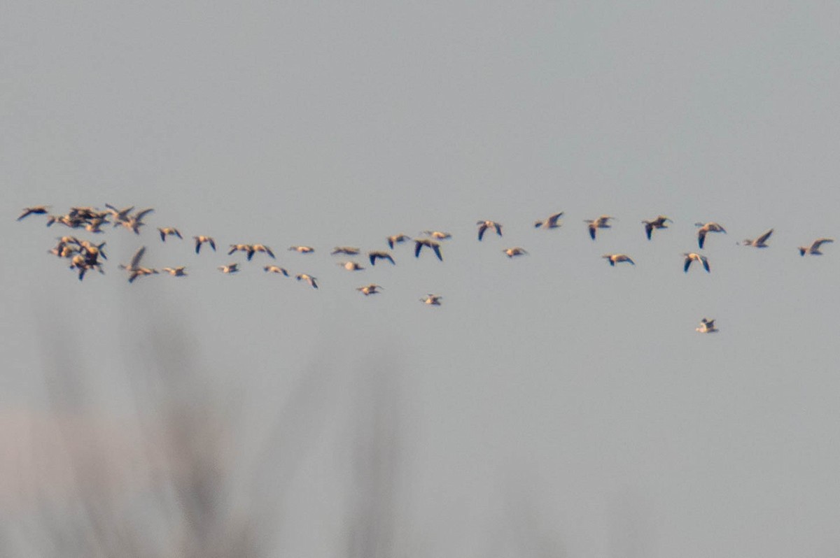 Snow/Ross's Goose - ML646673804