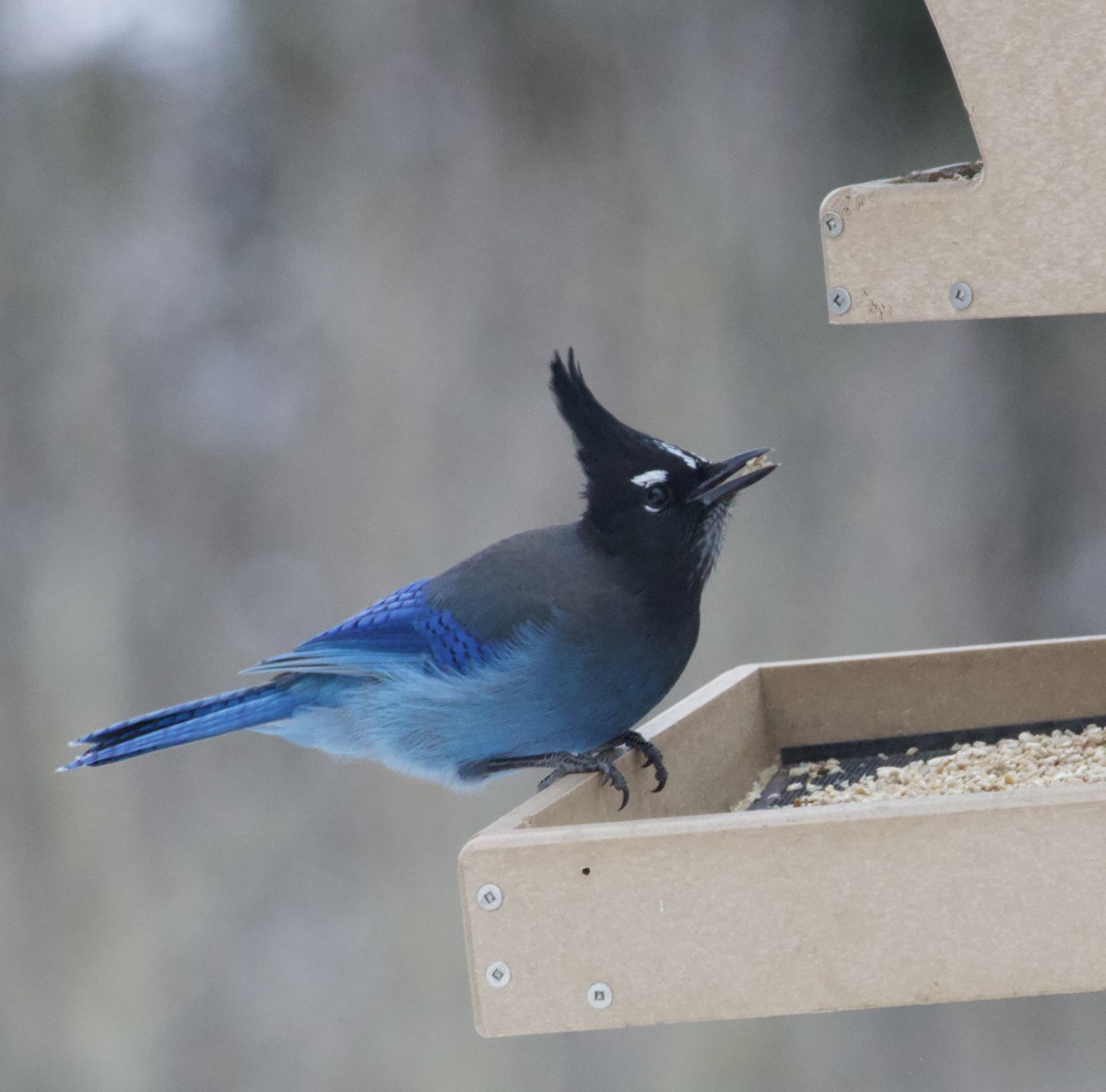 Steller's Jay - ML646673805