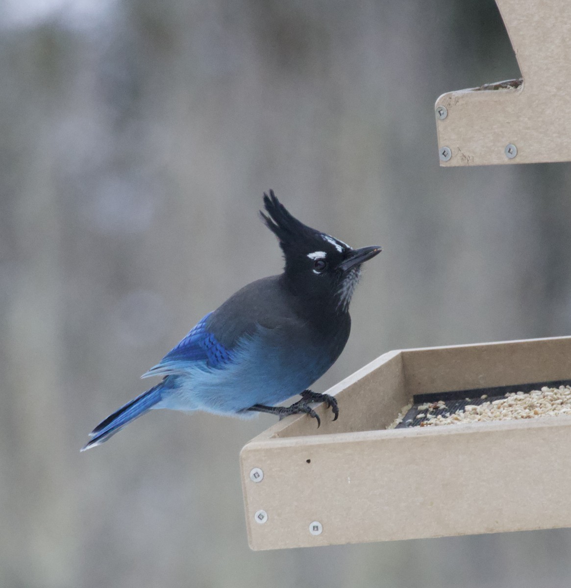 Steller's Jay - ML646673806