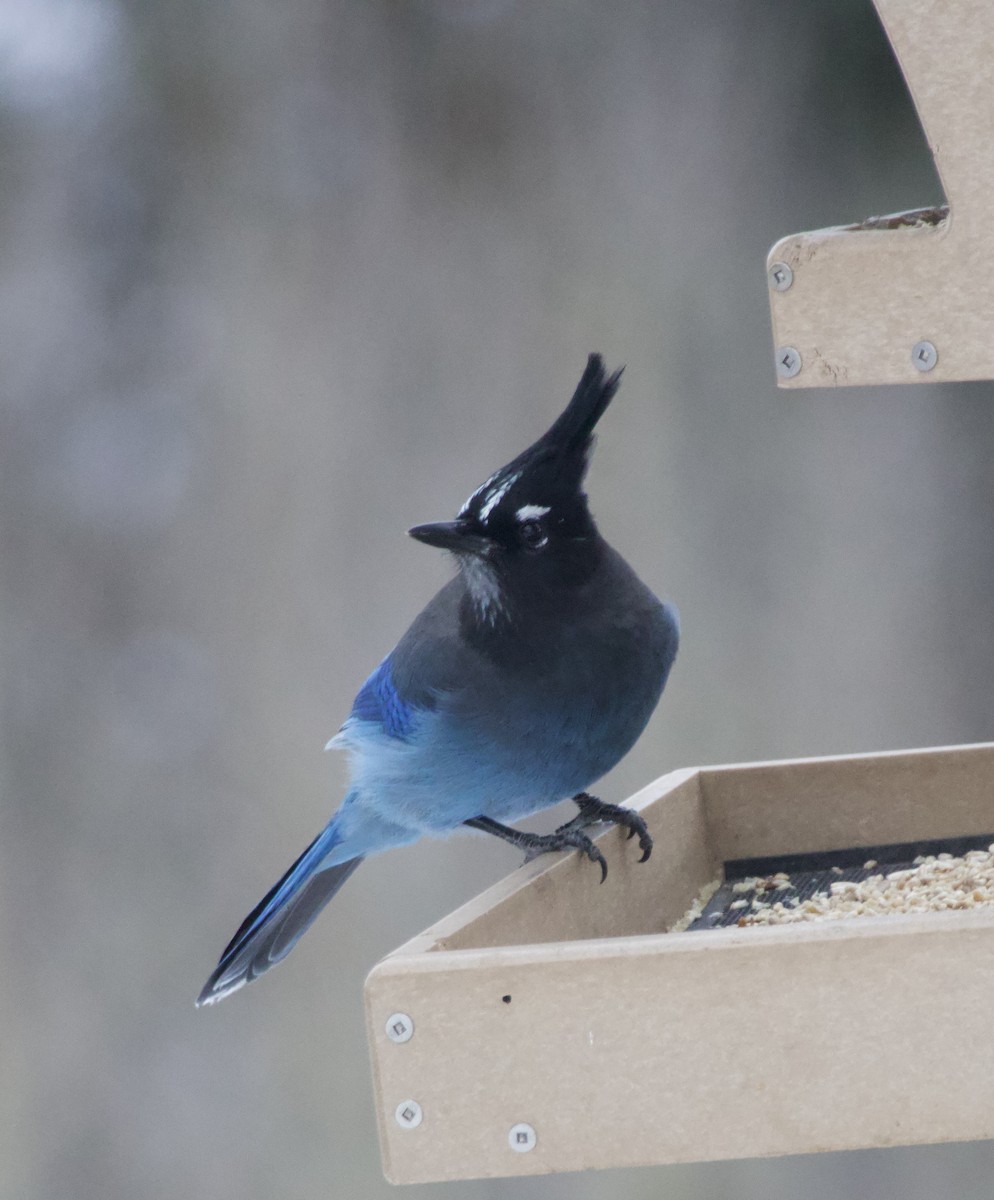 Steller's Jay - ML646673807