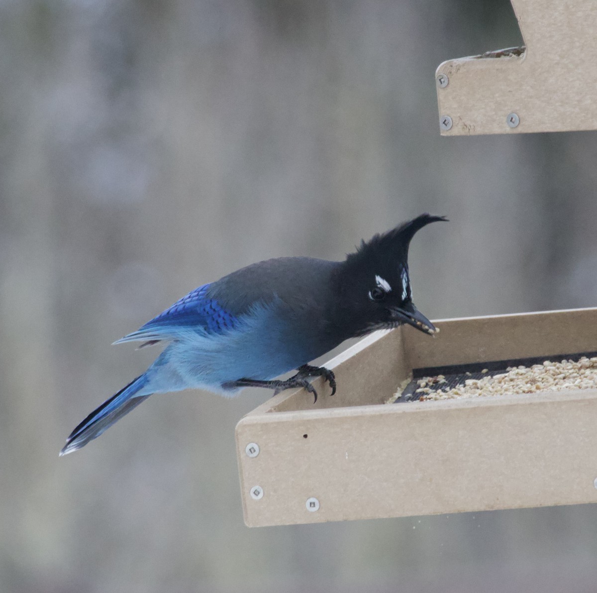 Steller's Jay - ML646673808
