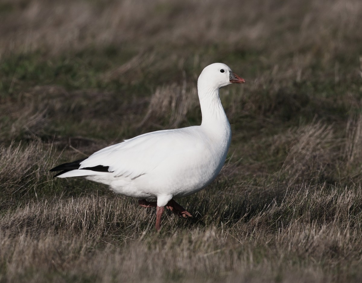 Ross's Goose - ML646673809