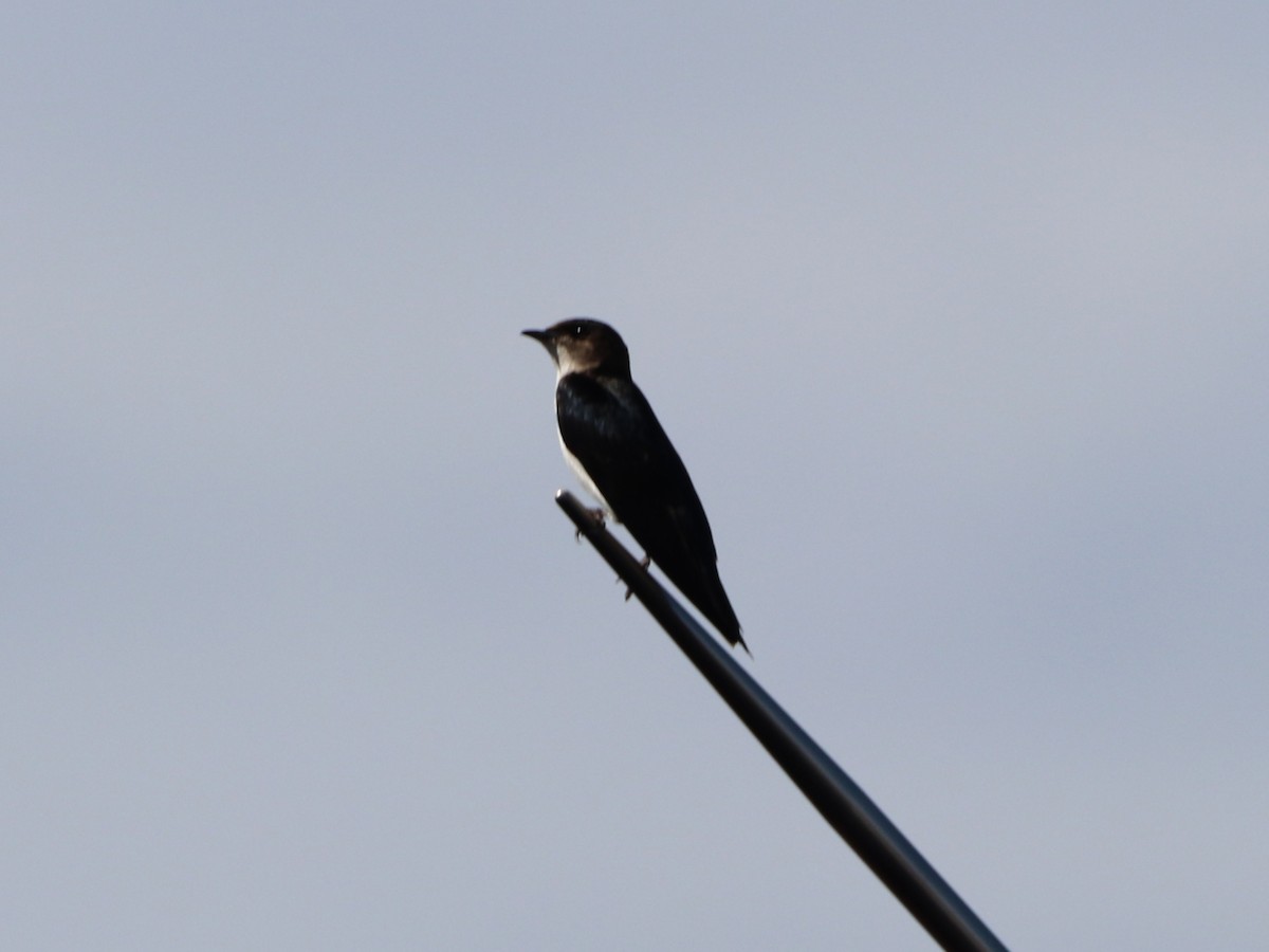 Gray-breasted Martin - ML646673810