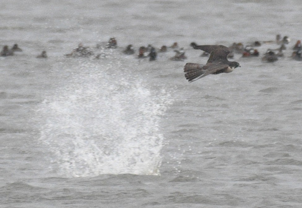 遊隼 - ML646673812