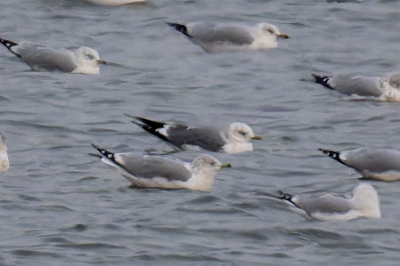 カモメ／コカモメ - ML646673813