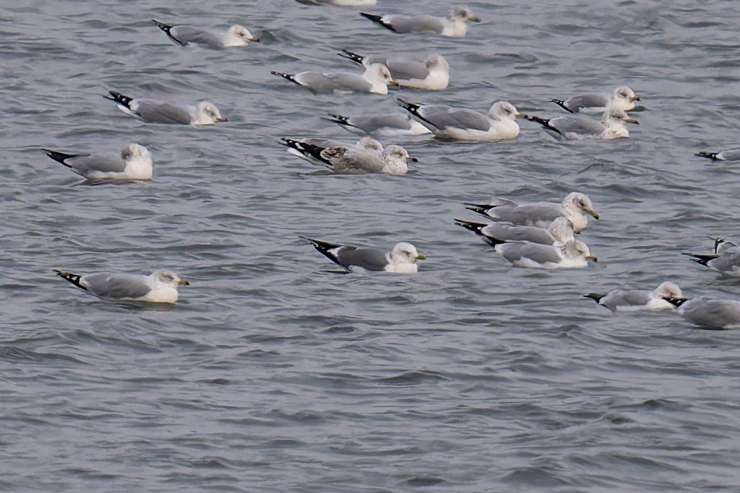 カモメ／コカモメ - ML646673814