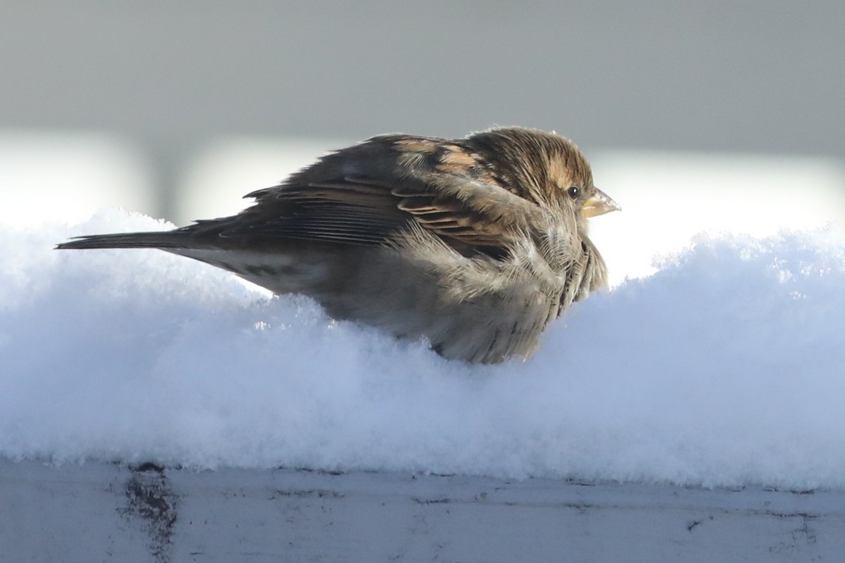 House Sparrow - ML646673819