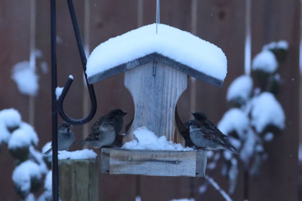 House Sparrow - ML646673820