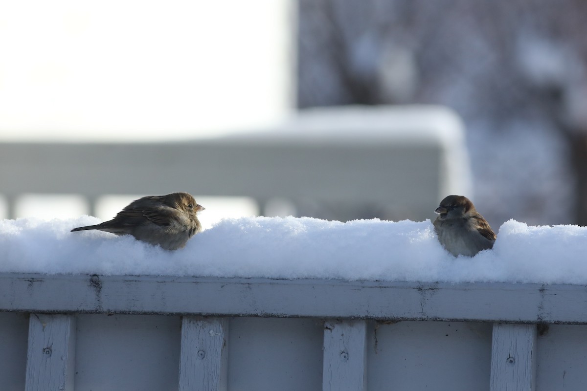 House Sparrow - ML646673821