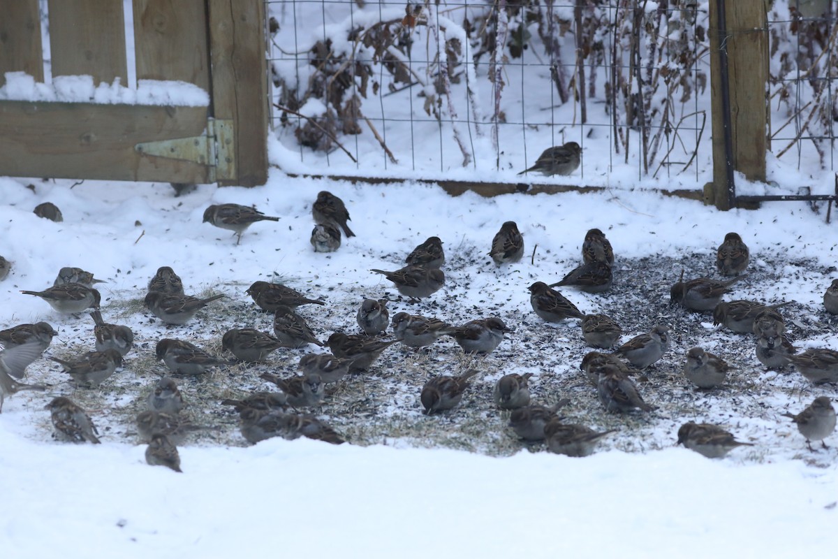 House Sparrow - ML646673822