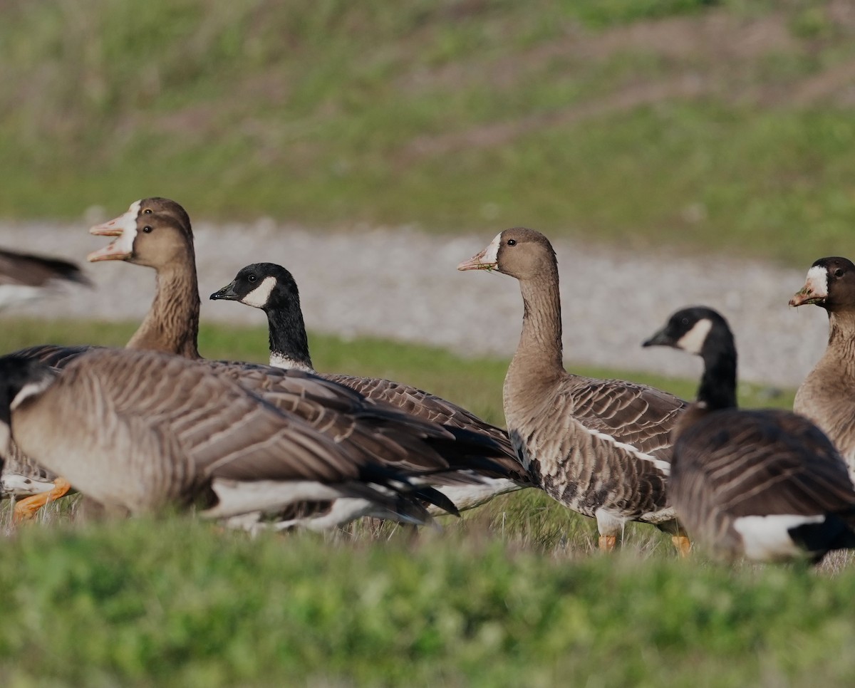 Greater White-fronted Goose - ML646673823