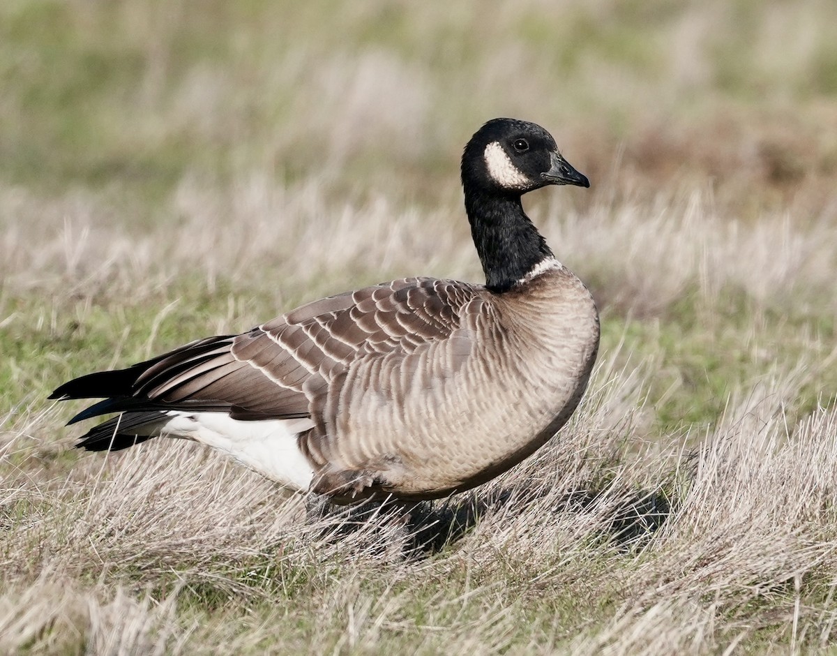 Cackling Goose - ML646673825