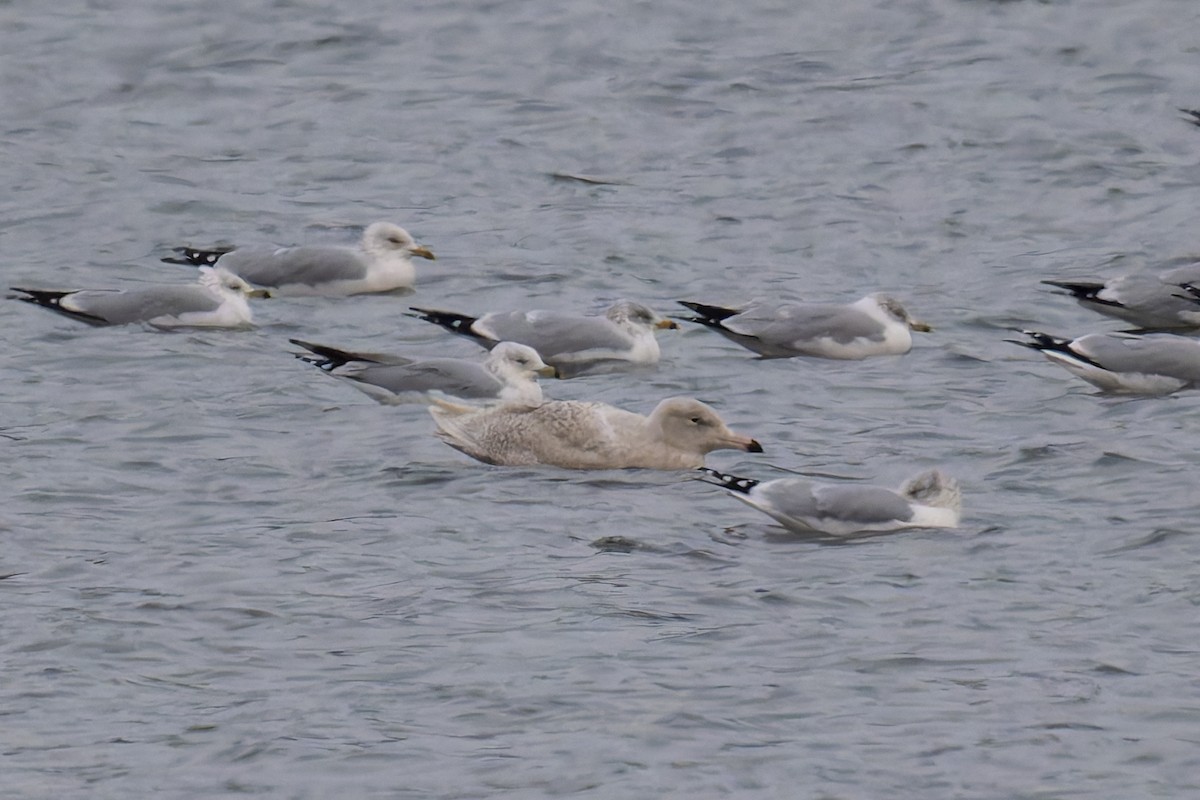 Glaucous Gull - ML646673826