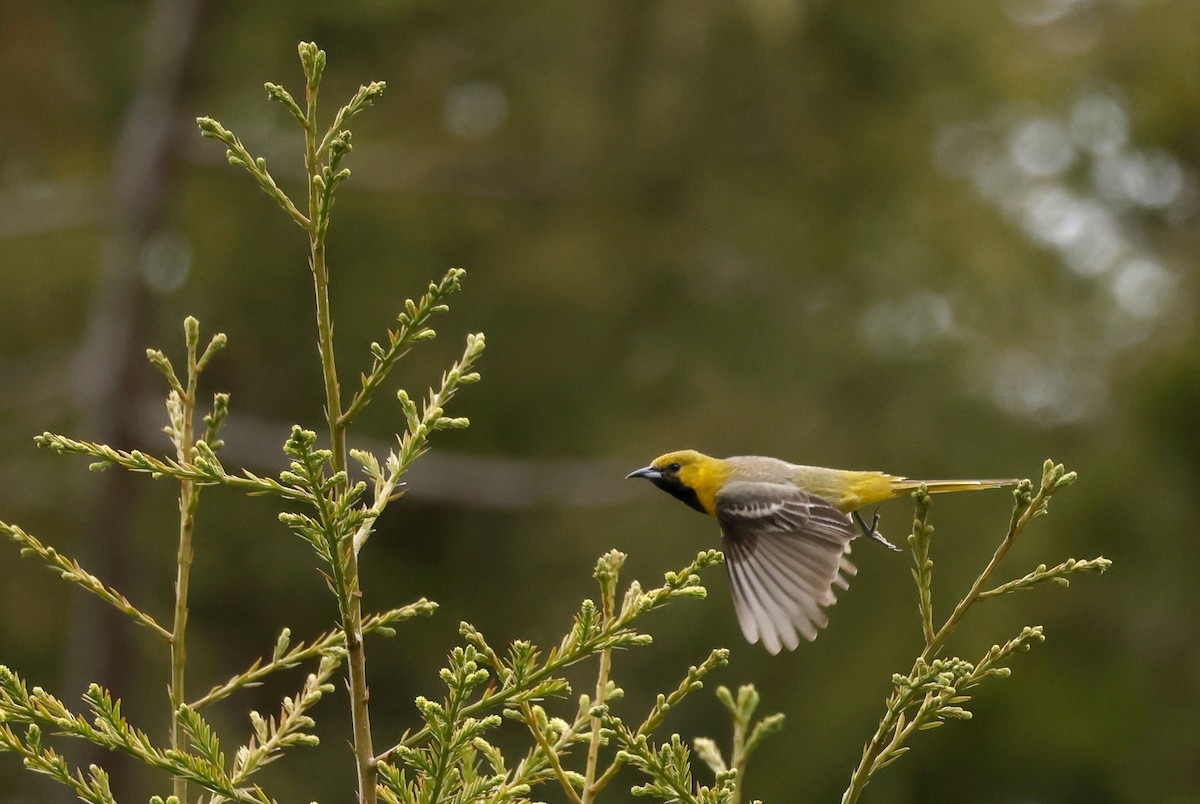 Садовый трупиал - ML646673827