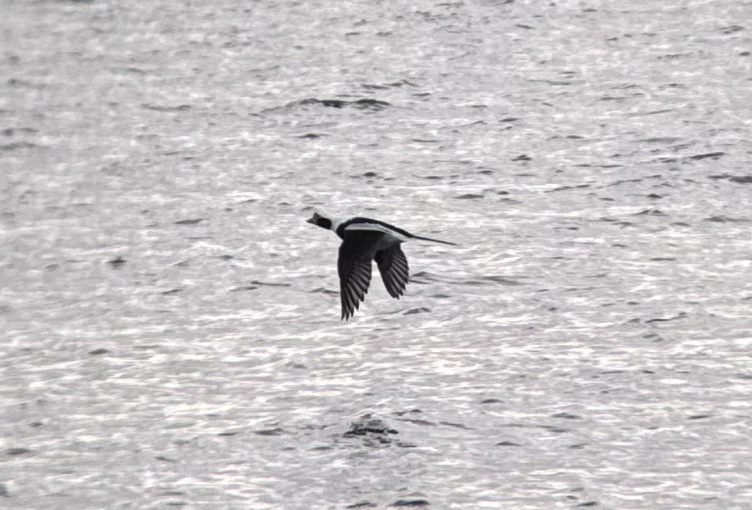 Long-tailed Duck - ML646673851