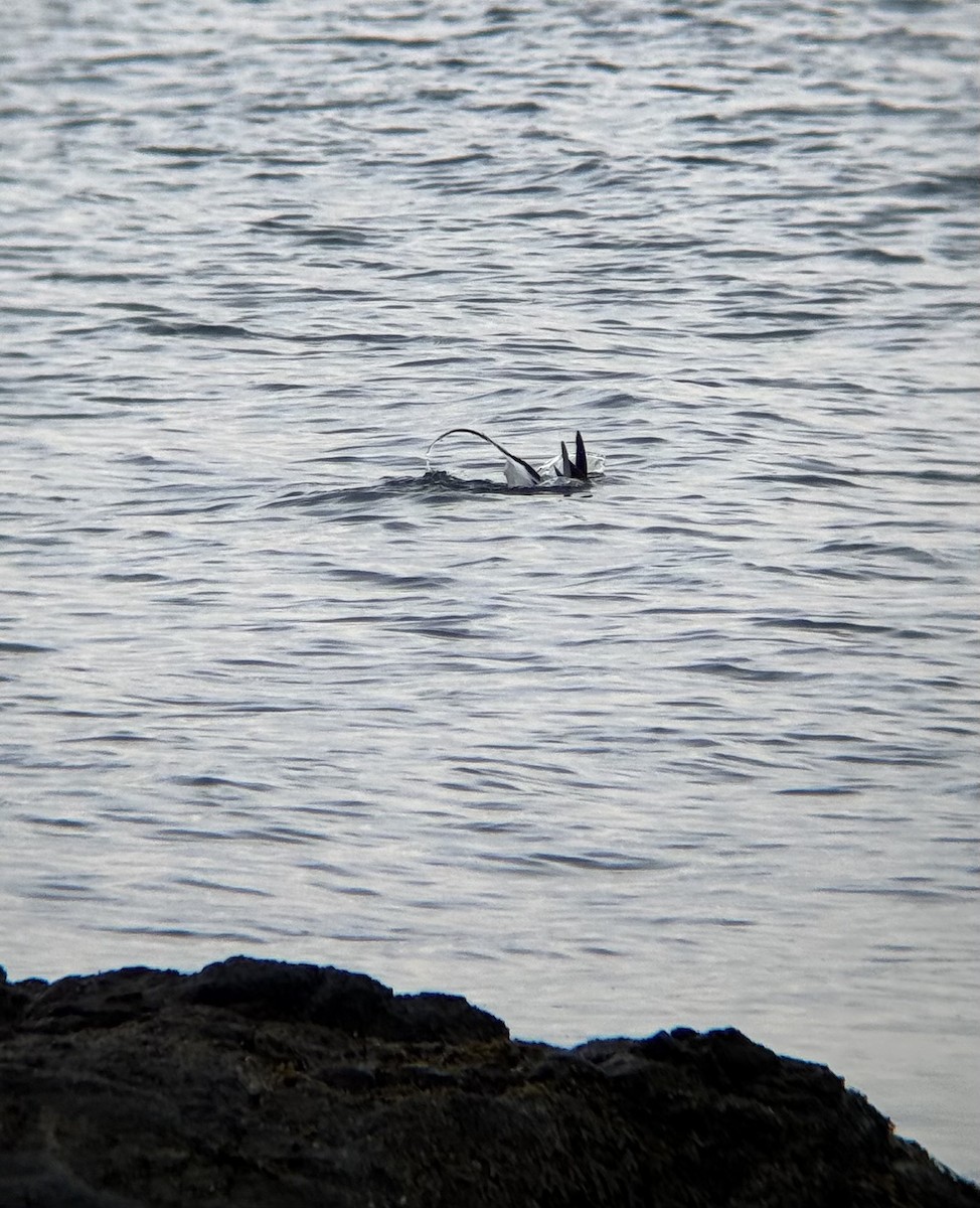 Long-tailed Duck - ML646673852