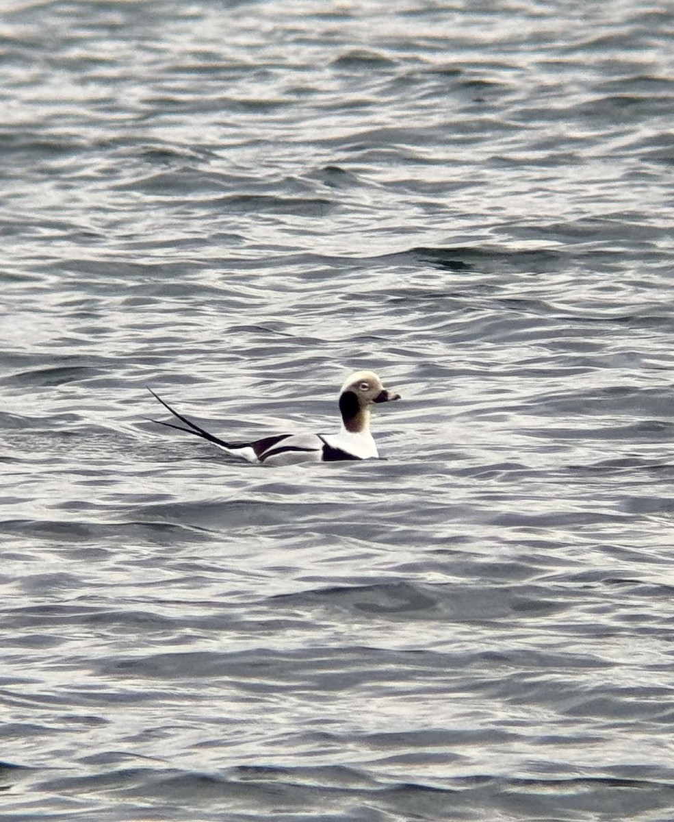 Long-tailed Duck - ML646673853
