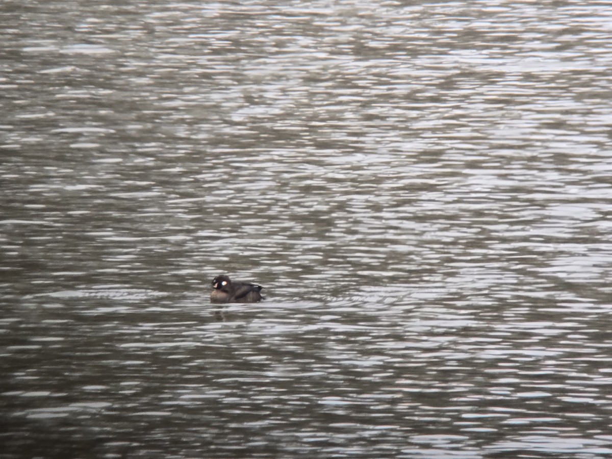 Harlequin Duck - ML646673856