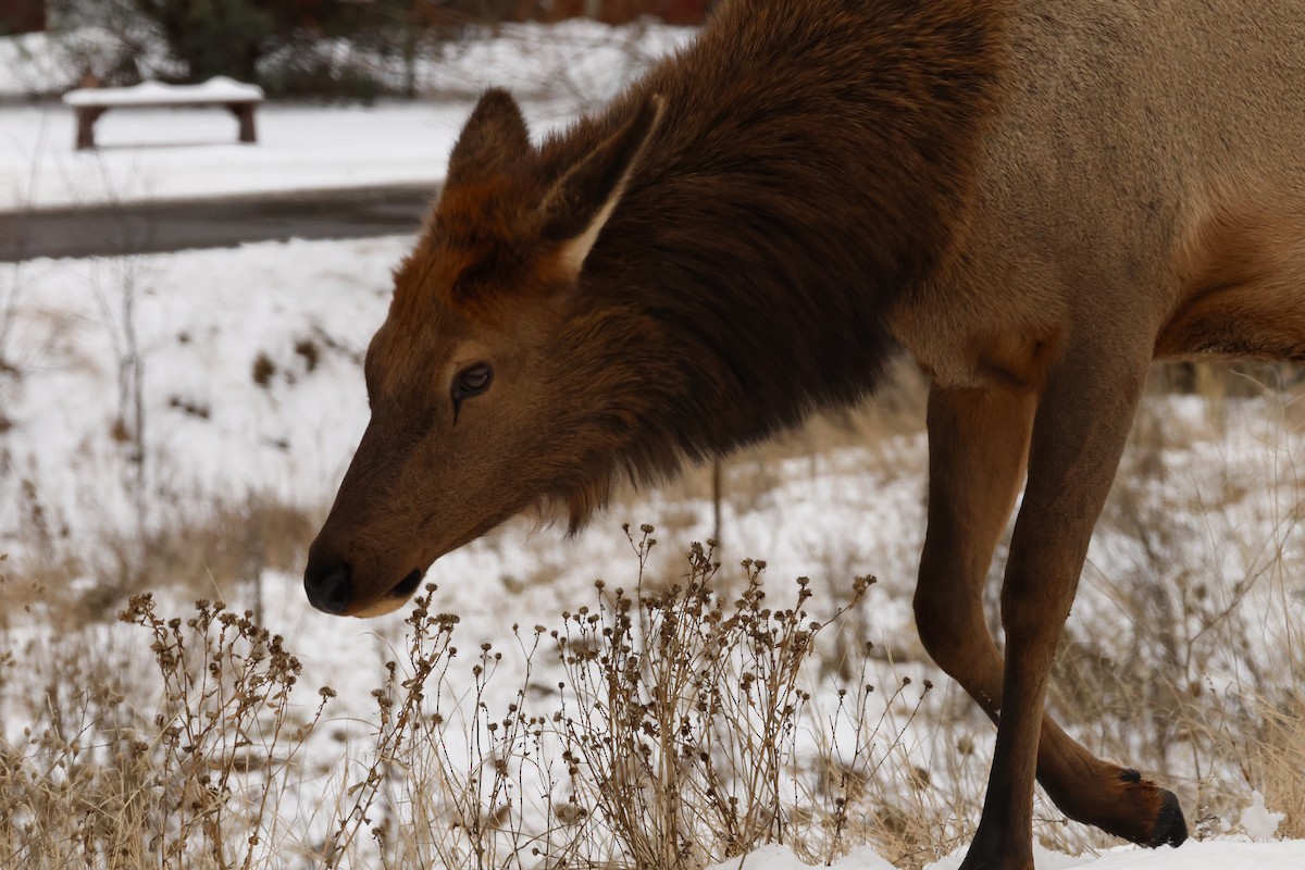 American Elk - ML646673857