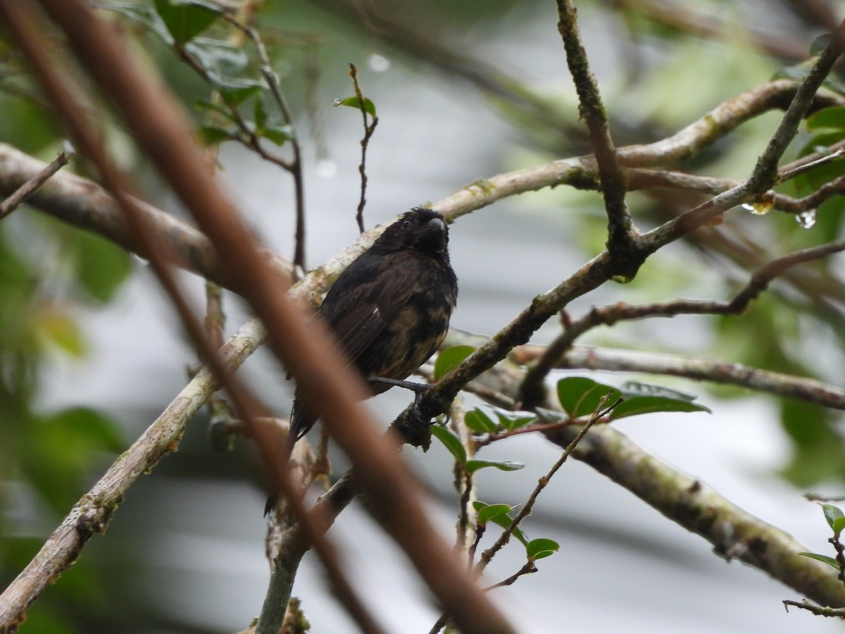 Variable Seedeater - ML646673858